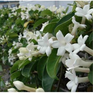Jasmin de madagascar 25 l- 125-150 cm