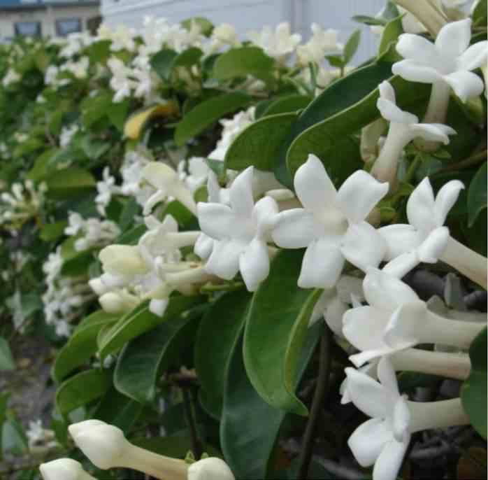 Jardin Tropic - Jasmin de madagascar 25 l- 125-150 cm
