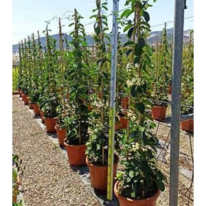 Jasmin de madagascar 25 l- 125-150 cm