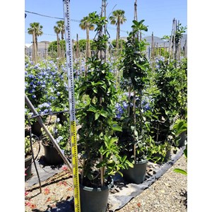 Jasmin de madagascar 25 l- 125-150 cm