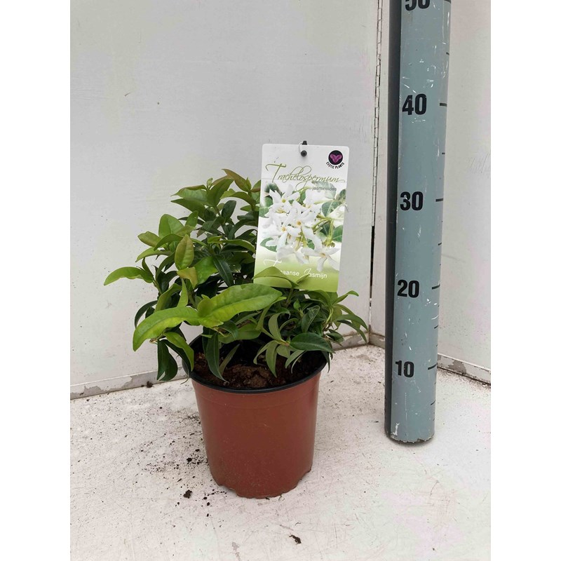 Jasmin étoilé 3 l 60-80 cm