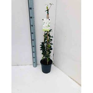 Jasmin étoilé 3 l 60-80 cm