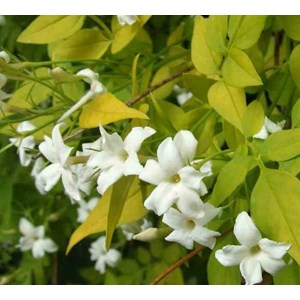 Jasmin 25 l 200-225 cm
