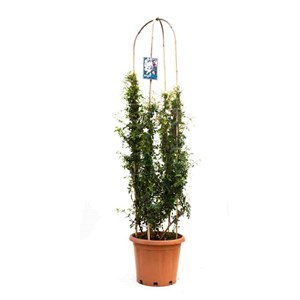 Jasmin 25 l 200-225 cm
