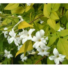 Jasmin 9 l -140-160 cm