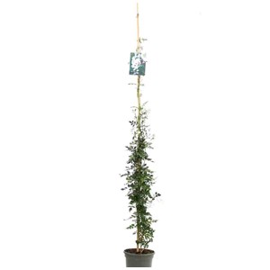 Jasmin 9 l -140-160 cm