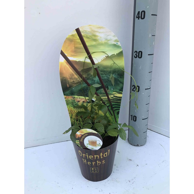 Jardin Tropic - Jiaogulan, thé de l'immortalité 1 l -10-30 cm