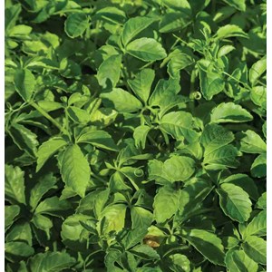 Jiaogulan, thé de l'immortalité 1 l -10-30 cm