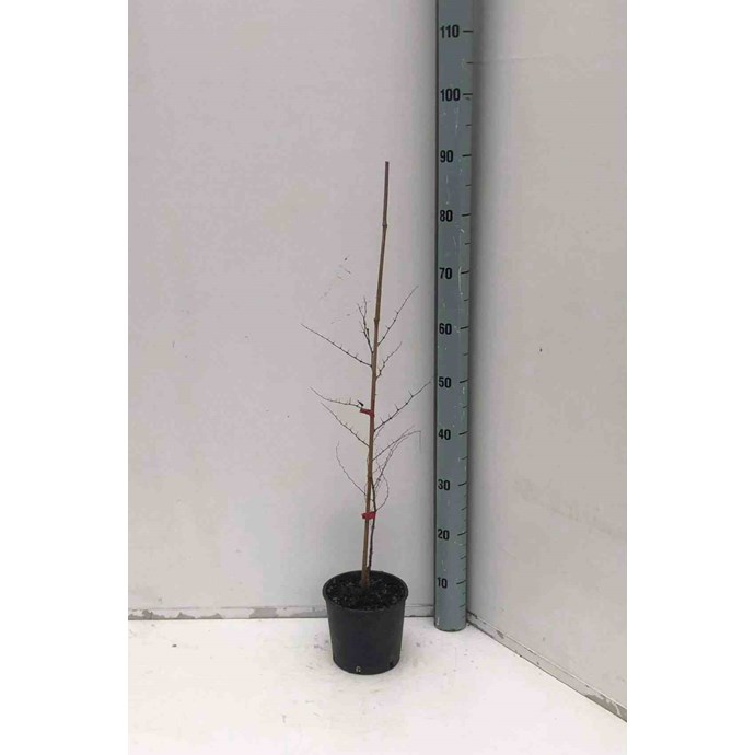 Jujubier, datte chinoise 9 l -140-160 cm