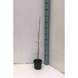 Jujubier, datte chinoise 3 l 80-100 cm