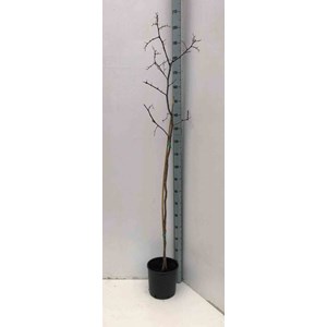 Jujubier, datte chinoise 3 l 80-100 cm