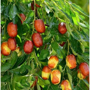 Jujubier, datte chinoise 3 l 80-100 cm