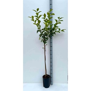 Kaki fuyu 3 l 80-100 cm