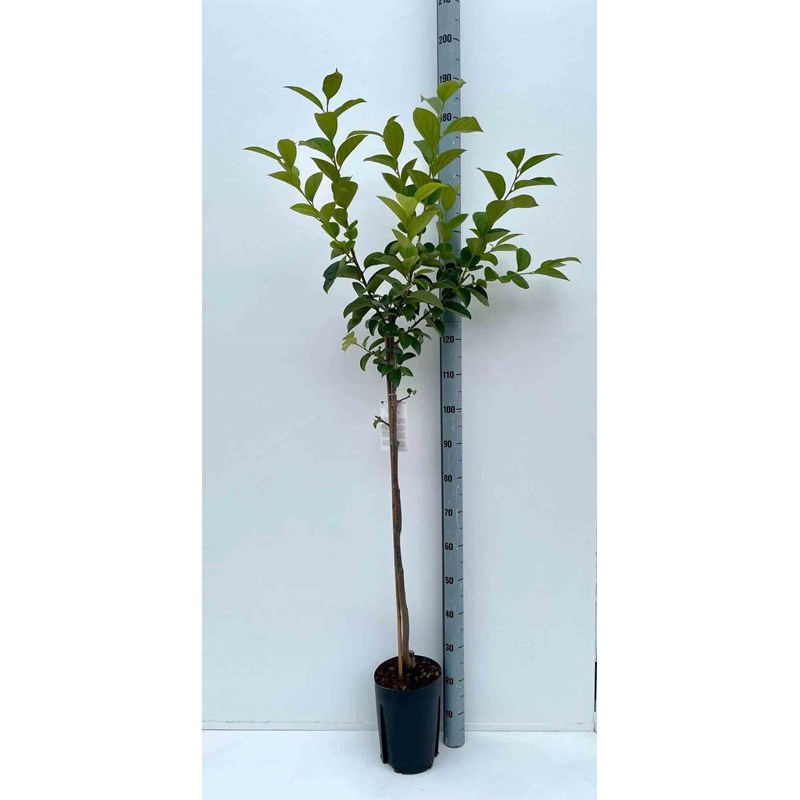 Jardin Tropic - Kaki fuyu 3 l 80-100 cm