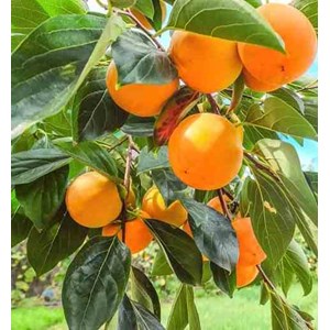 Kaki fuyu 7 l 100-120 cm