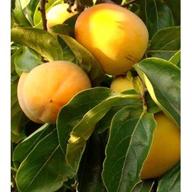 Kaki var.rojo brillante 3 l 80-100 cm