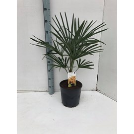 Kit 3 palmier chanvre