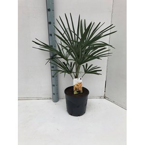 Kit 3 palmier chanvre