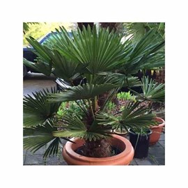 Kit 3 trachycarpus wagnerianus