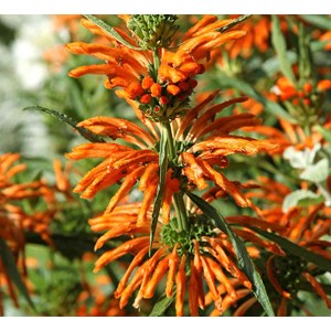 Leonotis leonurus 2 l 20-60 cm