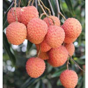 Litchi kwai may rose 7 l 40-60 cm