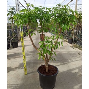 Litchi kwai may rose 7 l 40-60 cm