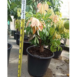 Litchi kwai may rose 7 l 40-60 cm