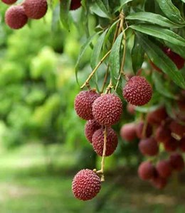 Litchi mc lean 7 l 40-60 cm