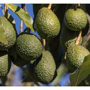 Lot 10 plantes emblématiques