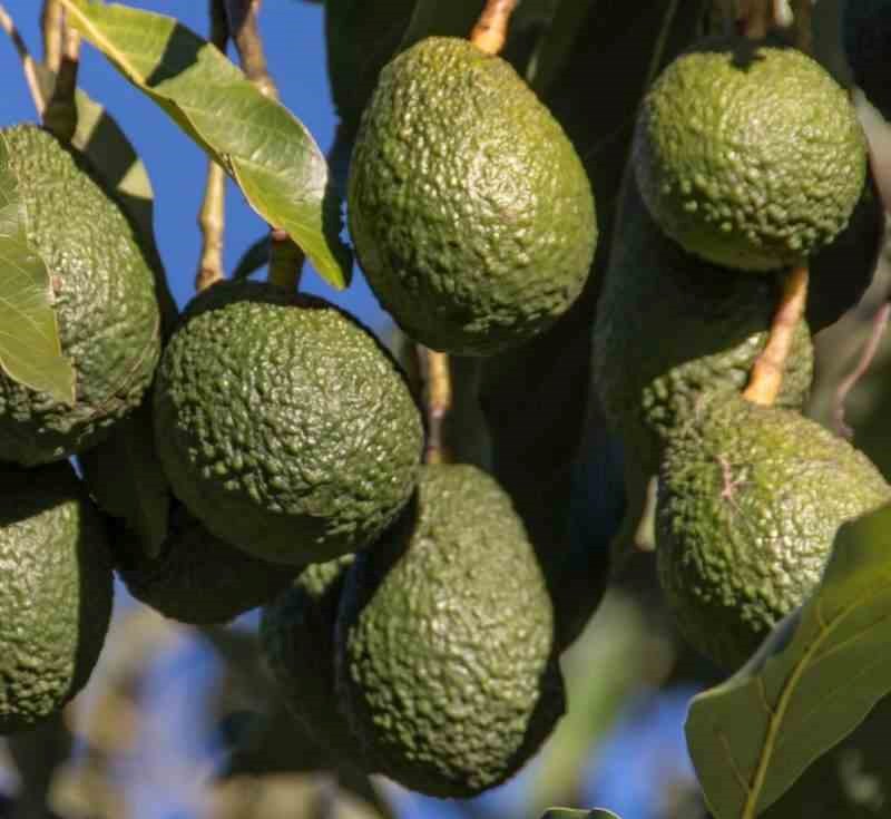 Lot 10 plantes emblématiques