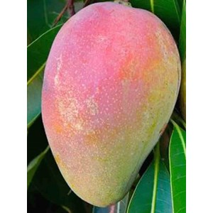 Lot 4 plantes emblématiques