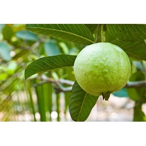 Lot: 6 plantes emblématiques