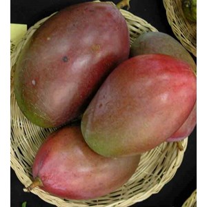 Manguier var. Osteen 35 l 150-175 cm