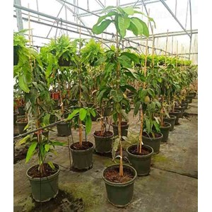 Manguier var. Osteen 35 l 150-175 cm