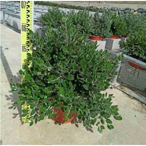 Metrosideros excelsa 25 l 100-125 cm
