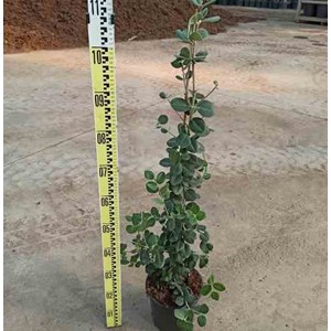 Metrosideros excelsa 25 l 100-125 cm