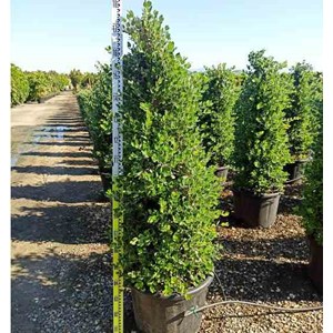 Metrosideros excelsa 3 l 30-40 cm