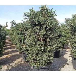 Metrosideros excelsa 65 l 130-150 cm