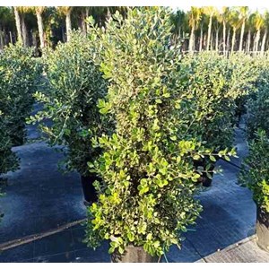 Metrosideros excelsa 7 l 40-60 cm