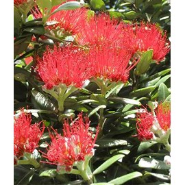 Metrosideros thomasii 3 l 30-40 cm -