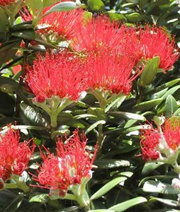 Metrosideros thomasii 3 l 30-40 cm -