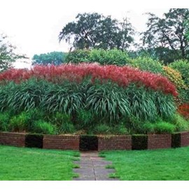 Miscanthus ferner osten 10 l