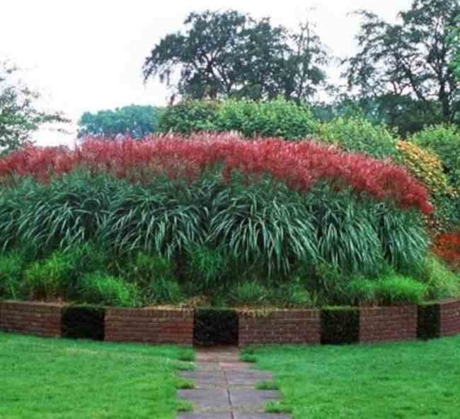 Miscanthus ferner osten 10 l