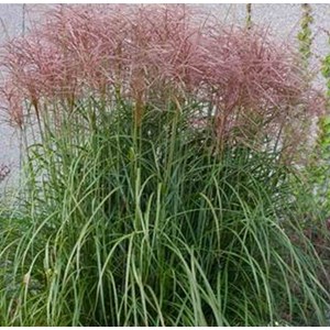 Miscanthus ferner osten 10 l