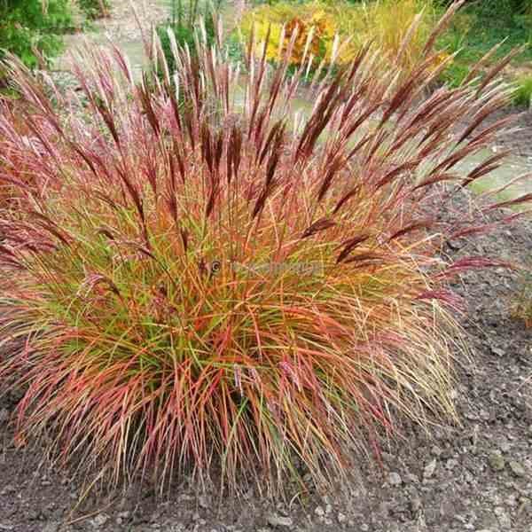 Miscanthus red chef 5 l 0-120 cm