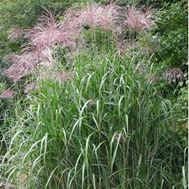Miscanthus giganteus 2 l 0-100 cm