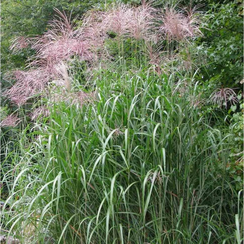 Miscanthus giganteus 5 l 0-120 cm