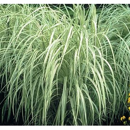 Miscanthus variegatus 5 l 0-120 cm