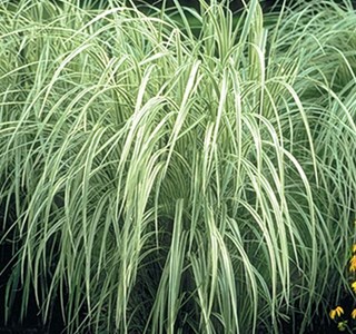 Miscanthus variegatus 5 l 0-120 cm