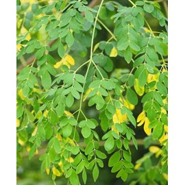 Moringa oleiferaarbre de vie 7 l 120-140 cm